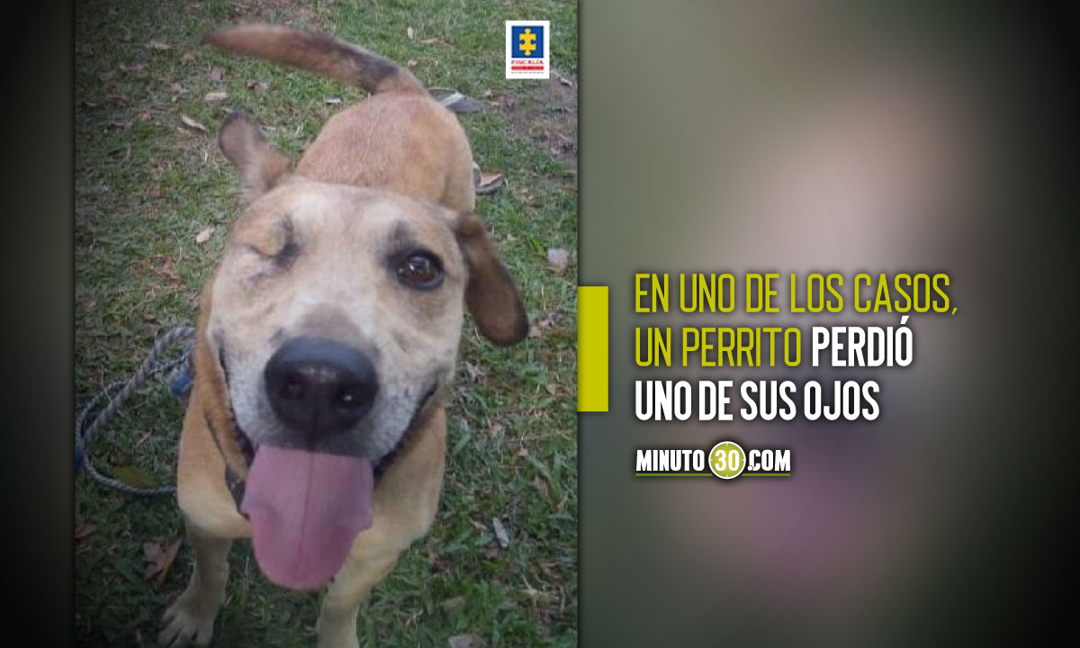 EN VIDEO: ¡Qué se haga justicia! Procesaron a tres “bestias” por atacar perritos 1 maltrato animal