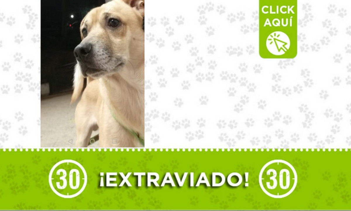 "Ruffo" se extravió en Pedregal ¿Lo ha visto? "Ruffo" se extravió en Pedregal ¿Lo ha visto?