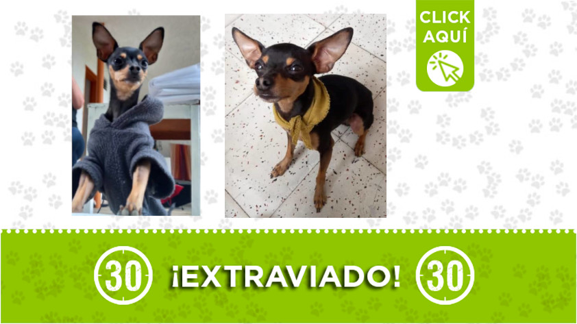Este perrito se perdió en San Antonio de Prado ¿Lo ha visto? 1 San Antonio de Prado