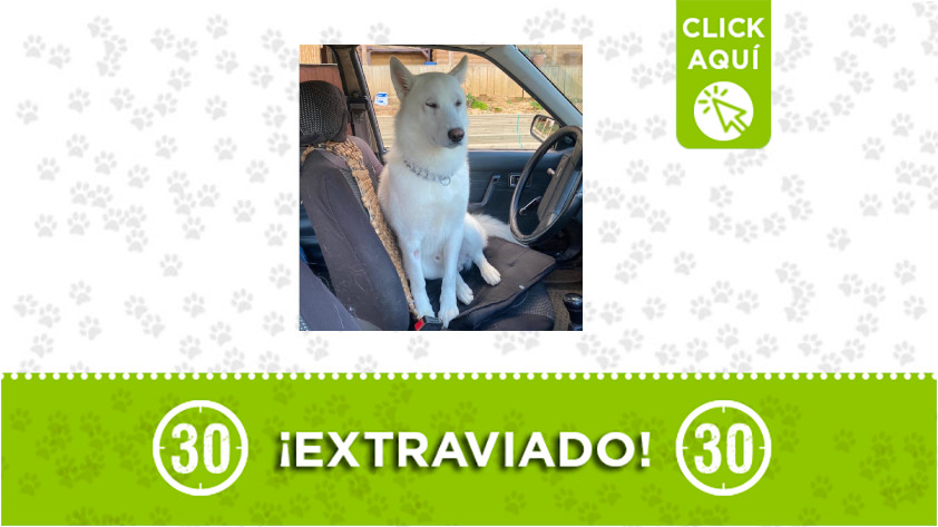 Santa Elena-perro-extraviado