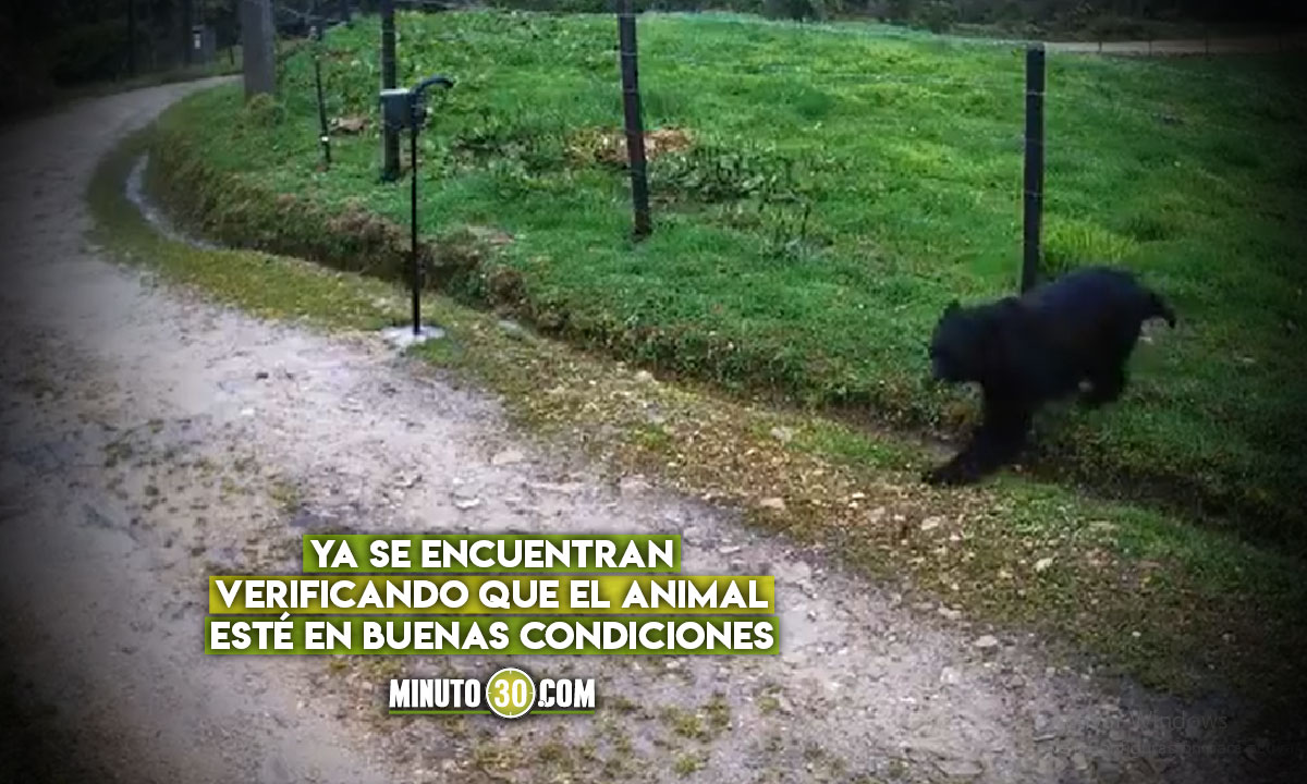 Si-lo-ve-no-le-haga-nada-malo-Una-belleza-de-Oso-de-Anteojos-fue-vista-en-Bogota Chapinero