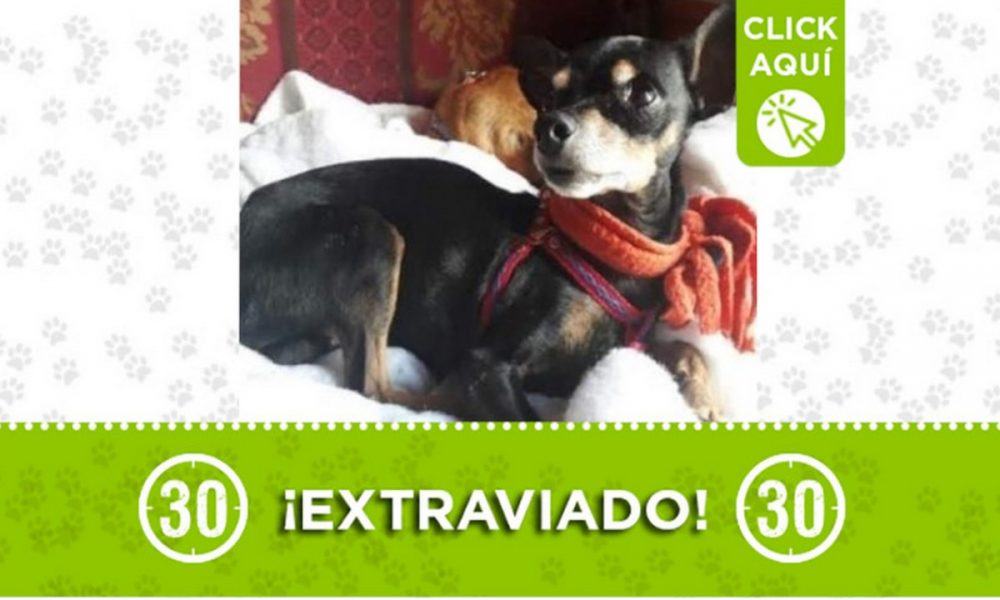 Buscan a "Teo" en San Javier ¿Lo ha visto?