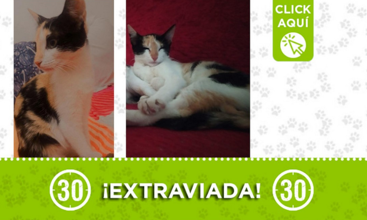 "Tigresa" se extravió en Aranjuez "Tigresa" se extravió en Aranjuez