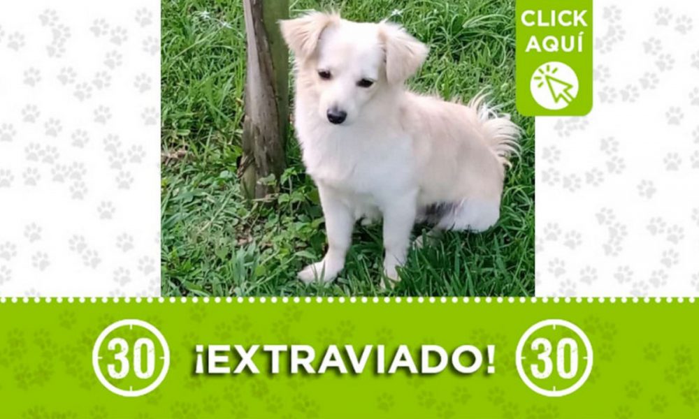 ¿Lo ha visto? "Toby" se perdió en San Pablo