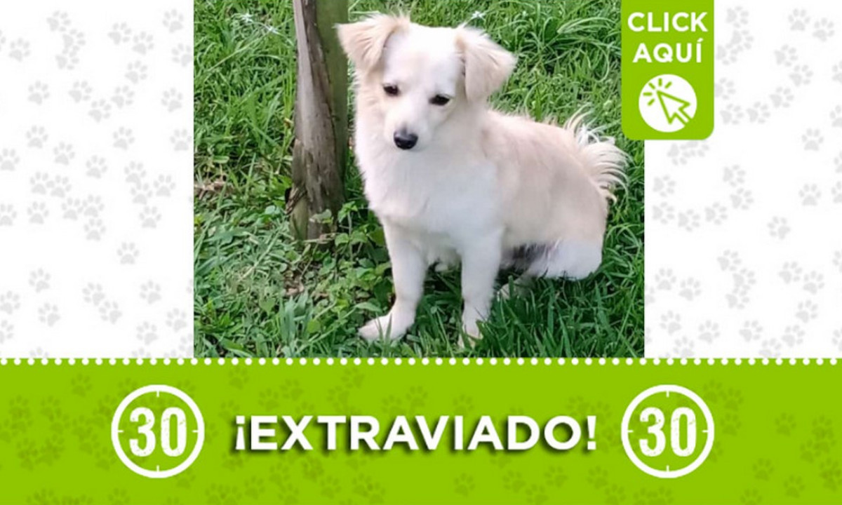 ¿Lo ha visto? "Toby" se perdió en San Pablo ¿Lo ha visto? "Toby" se perdió en San Pablo
