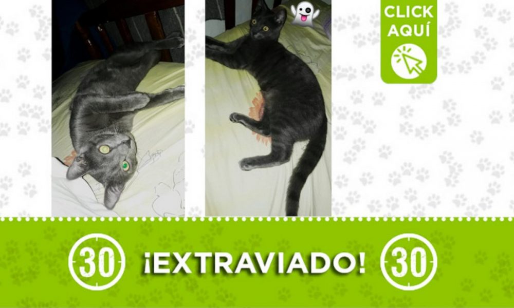 "Tomy" se perdió en Manrique Oriental