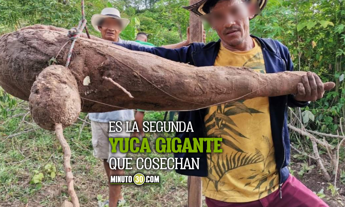 Tremenda-yucota-En-Monteria-sacaron-una-yuca-de-56-kilos Montería