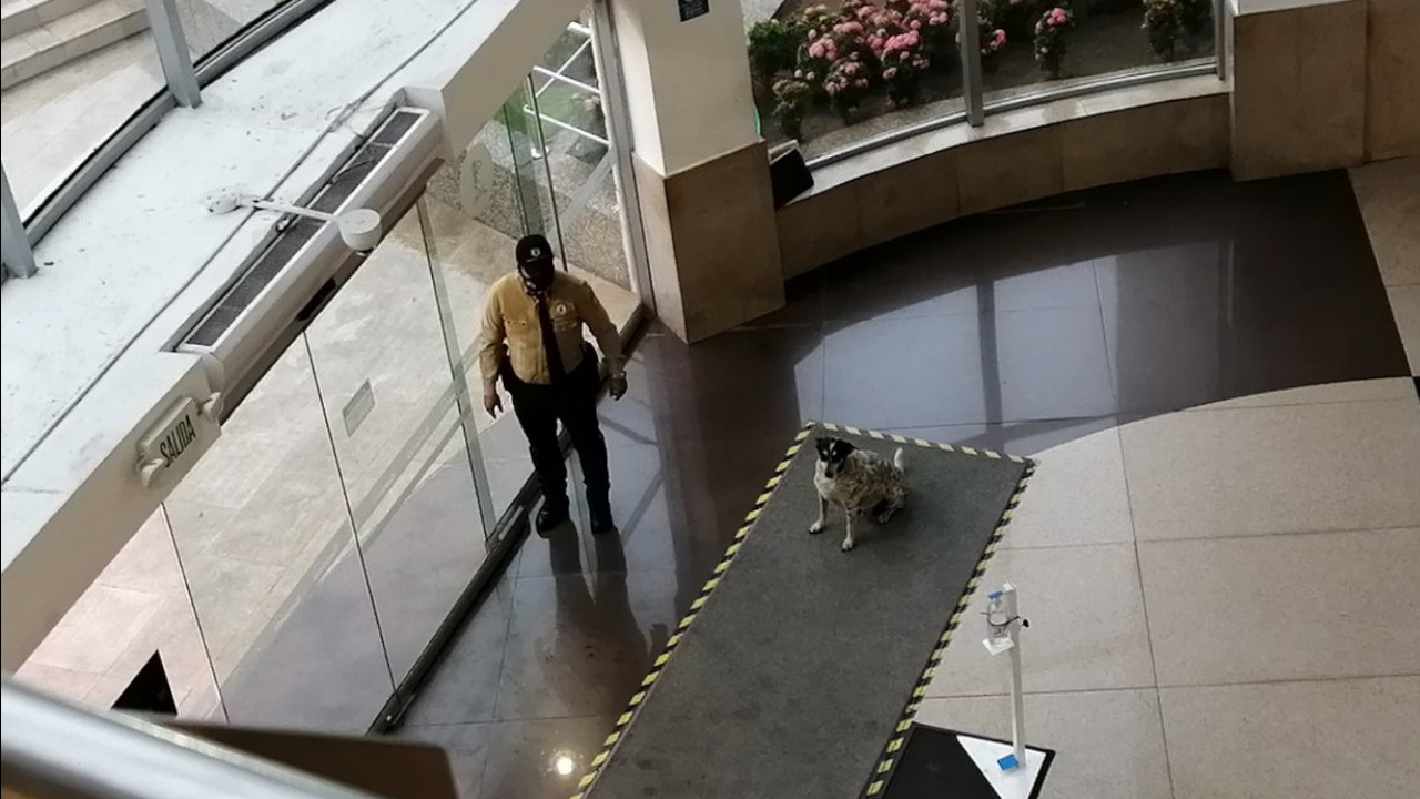 Enternecedor: En medio de un aguacero un vigilante le dio refugio a un perrito