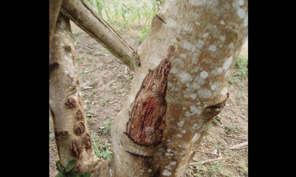 Cuentan que la Virgen del Carmen apareció en un árbol en Sucre