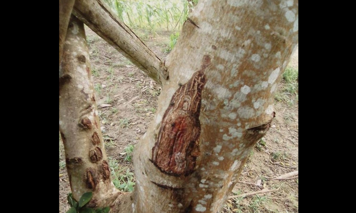 Cuentan que la Virgen del Carmen apareció en un árbol en Sucre Cuentan que la Virgen del Carmen apareció en un árbol en Sucre