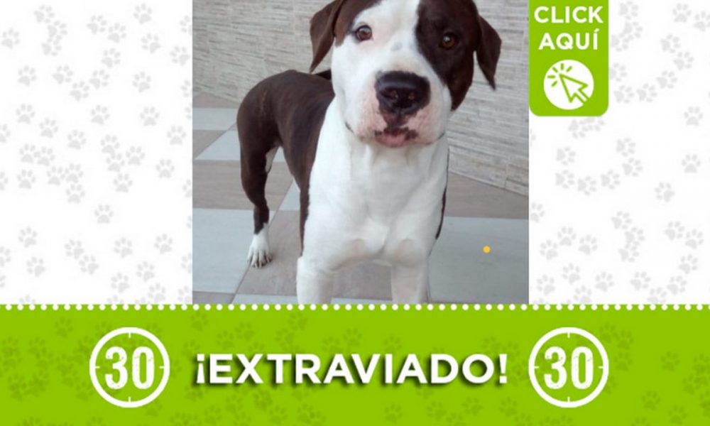 ¿Lo ha visto? "Yango" se perdió en Caldas