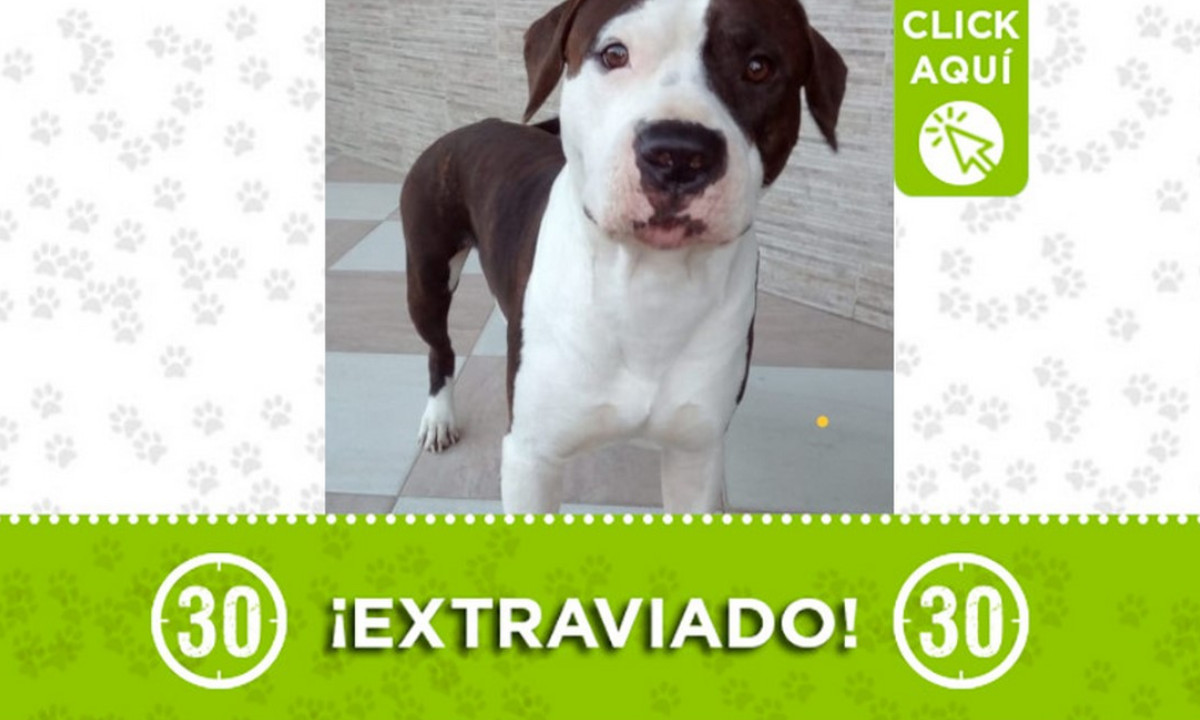 ¿Lo ha visto? "Yango" se perdió en Caldas ¿Lo ha visto? "Yango" se perdió en Caldas