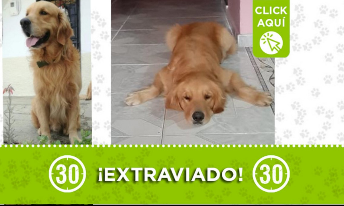 ¿Lo ha visto? "Zeus" se perdió en Manrique Oriental 1 ¿Lo ha visto? "Zeus" se perdió en Manrique Oriental