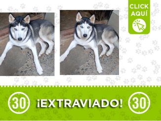 'Zeus' se perdió en Campo Valdés ¿Lo ha visto? 1 Zeus