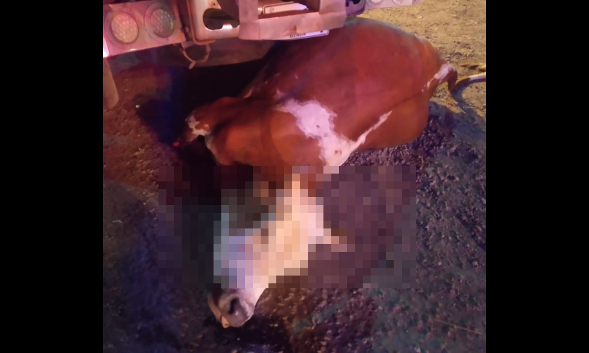 FOTO: ¡Qué trágico! Tras choque con una vaca murió un herido que trasladaban en una ambulancia 3 Urrao