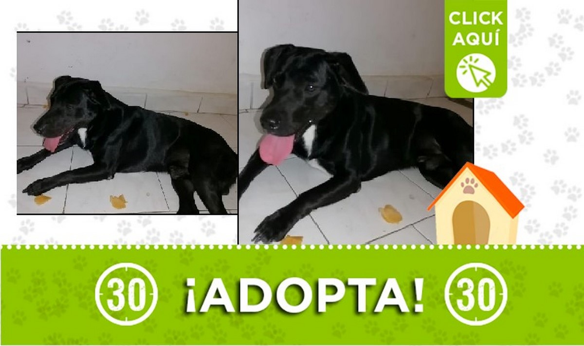 Perrito en adopción Perrito en adopción