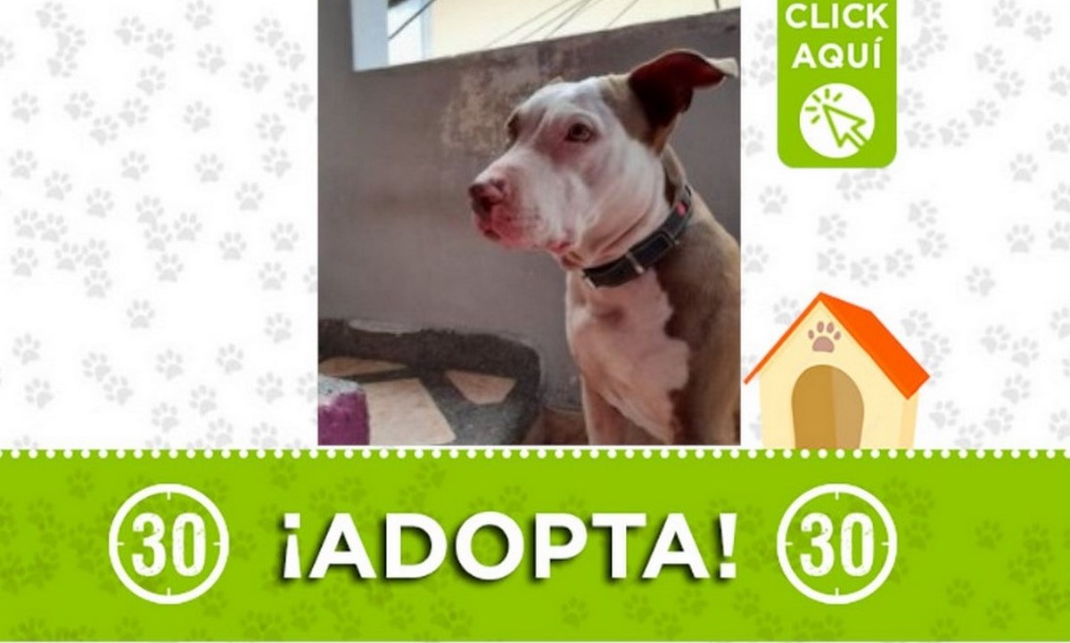 ¡Adopta! Le buscan un nuevo hogar que le brinde mucho amor 1 adopta perrita san javier