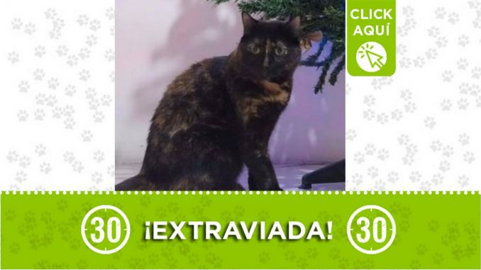 'Alana' se perdió en el barrio Córdoba de Medellín 'Alana' se perdió en el barrio Córdoba de Medellín