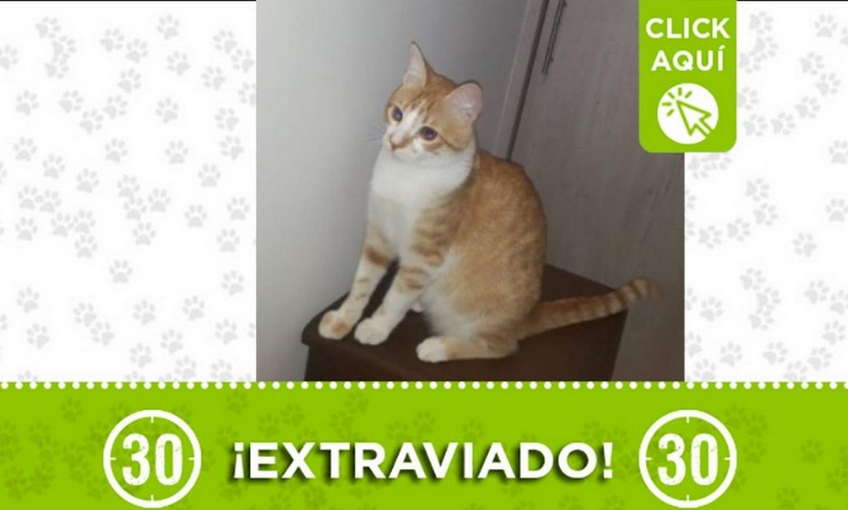 ambar gato perdido 17 julio
