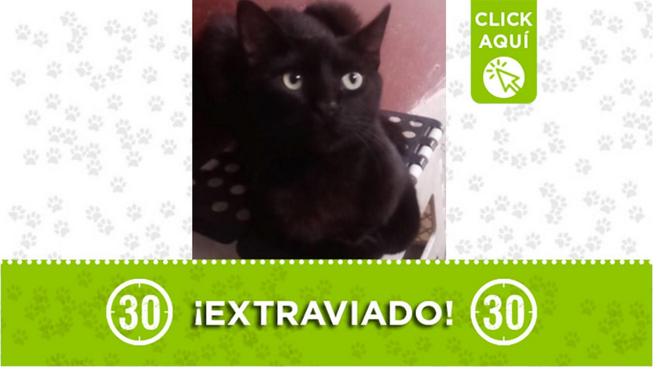 'Aslan Alexander' se perdió por el parque de San Pío en Itagüí