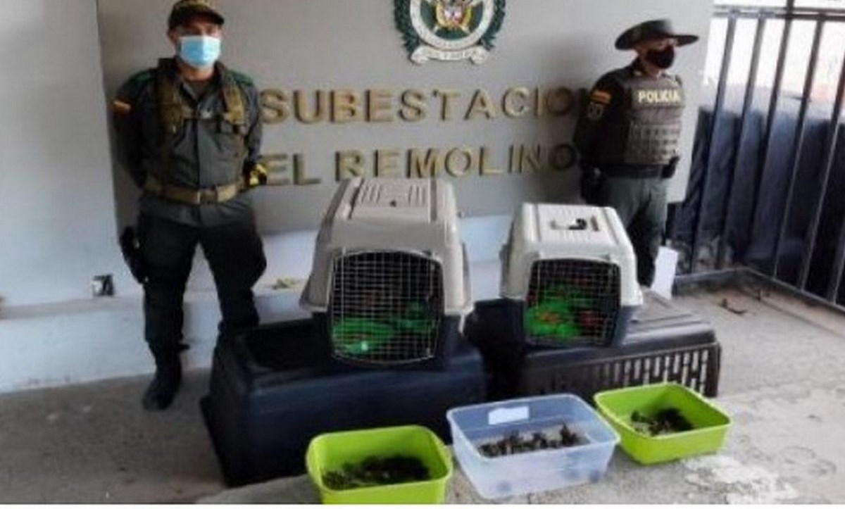 Más de 200 aves y tortugas fueron incautas mientras las transportaban 1 aves y tortugas 2 1