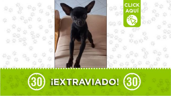'Axel' se perdió en el barrio Belalcázar de Medellín. Sus dueños lo están buscando 'Axel' se perdió en el barrio Belalcázar de Medellín. Sus dueños lo están buscando