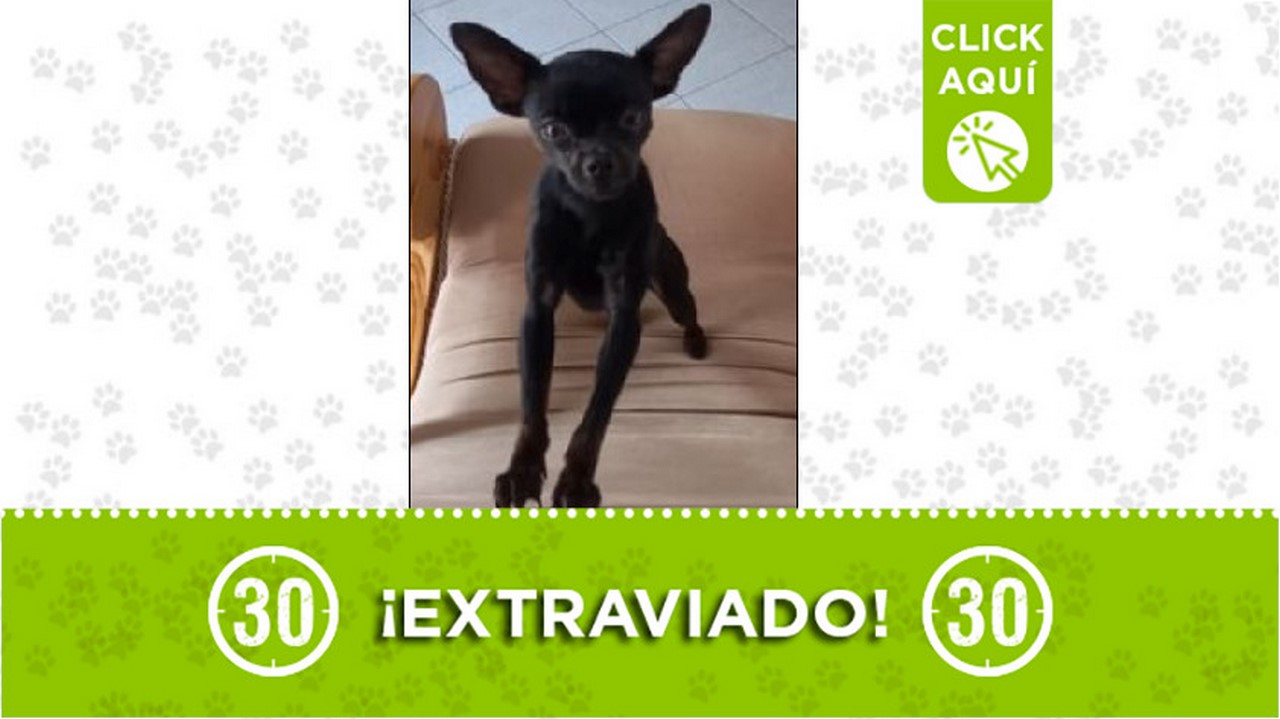 'Axel' se perdió en el barrio Belalcázar de Medellín. Sus dueños lo están buscando