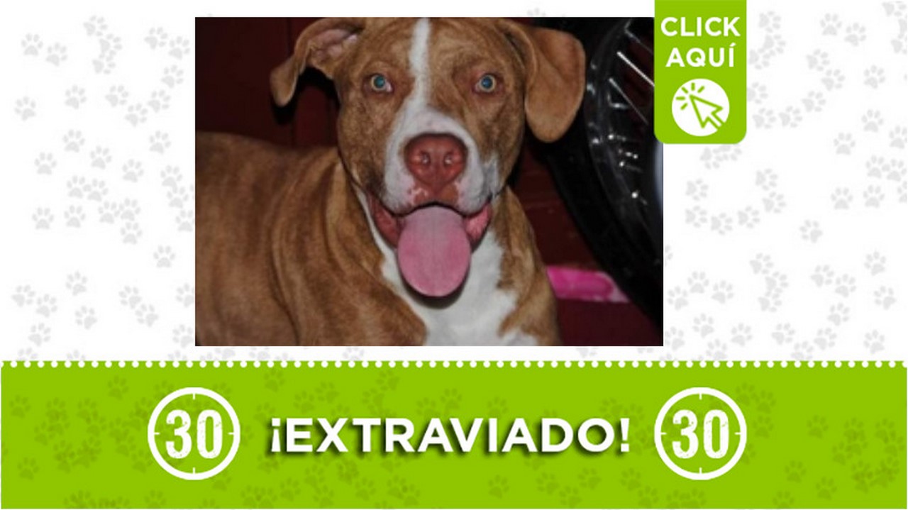 'Baltazar' se perdió en el sector El Congolo de Bello