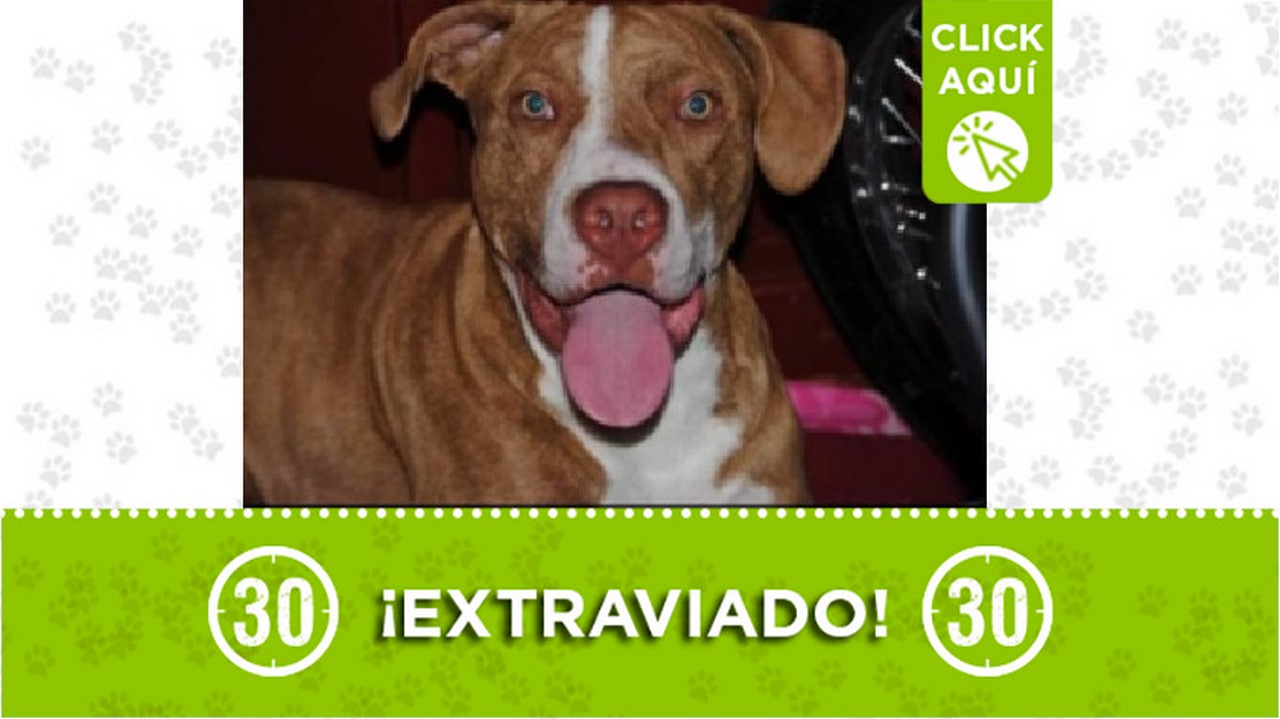 'Baltazar' se perdió cerca al barrio Congolo de Bello