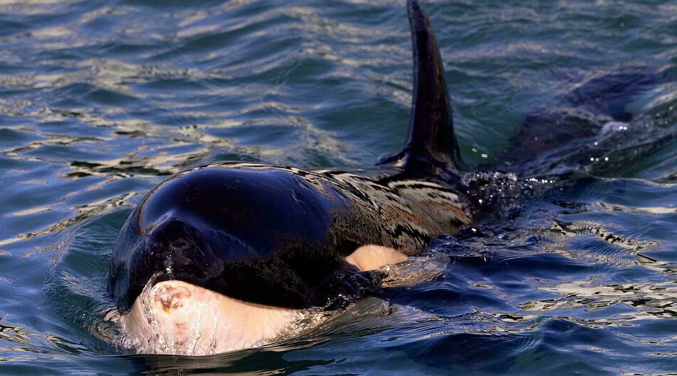 Murió "Toa", la orca bebé que apareció en aguas de Nueva Zelanda 1 Murió "Toa", la orca bebé que apareció en aguas de Nueva Zelanda