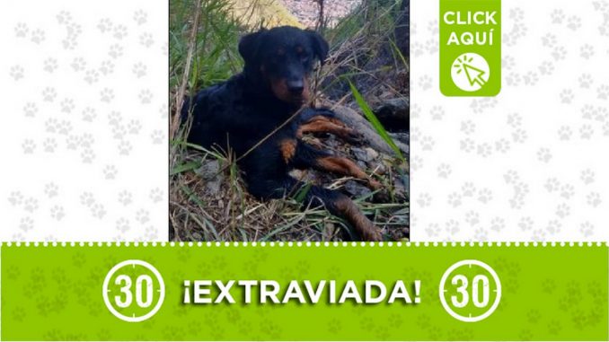 'Brenda' se perdió en la vereda Hato Viejo de Bello 'Brenda' se perdió en la vereda Hato Viejo de Bello