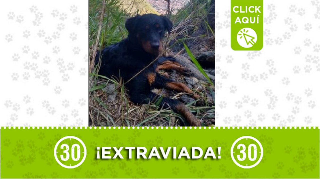 'Brenda' se perdió en la vereda Hato Viejo de Bello