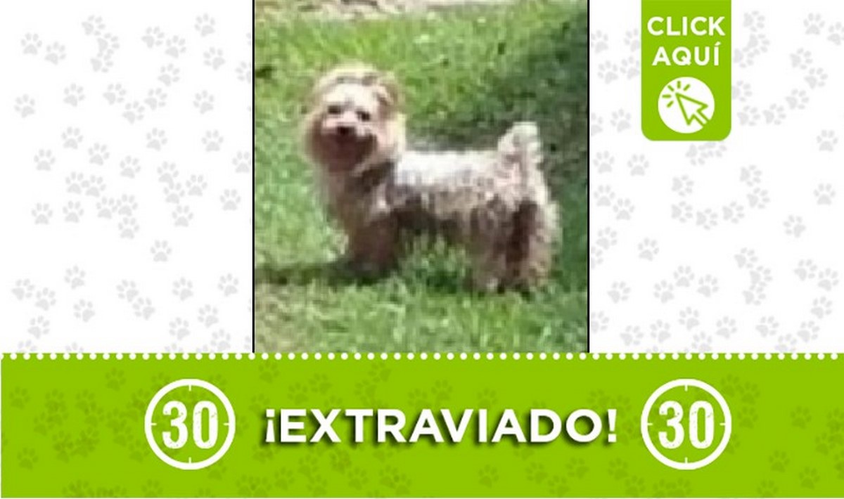 Calvin perdido Calvin perdido