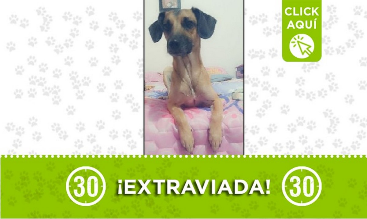 Candy perdida Candy perdida