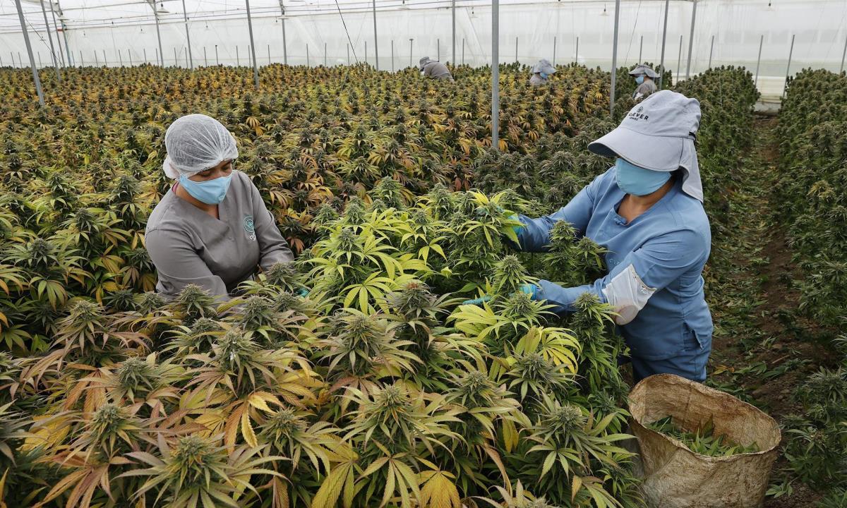 El cannabis medicinal, una oportunidad de oro verde en el campo colombiano 2 cannabis medicinal