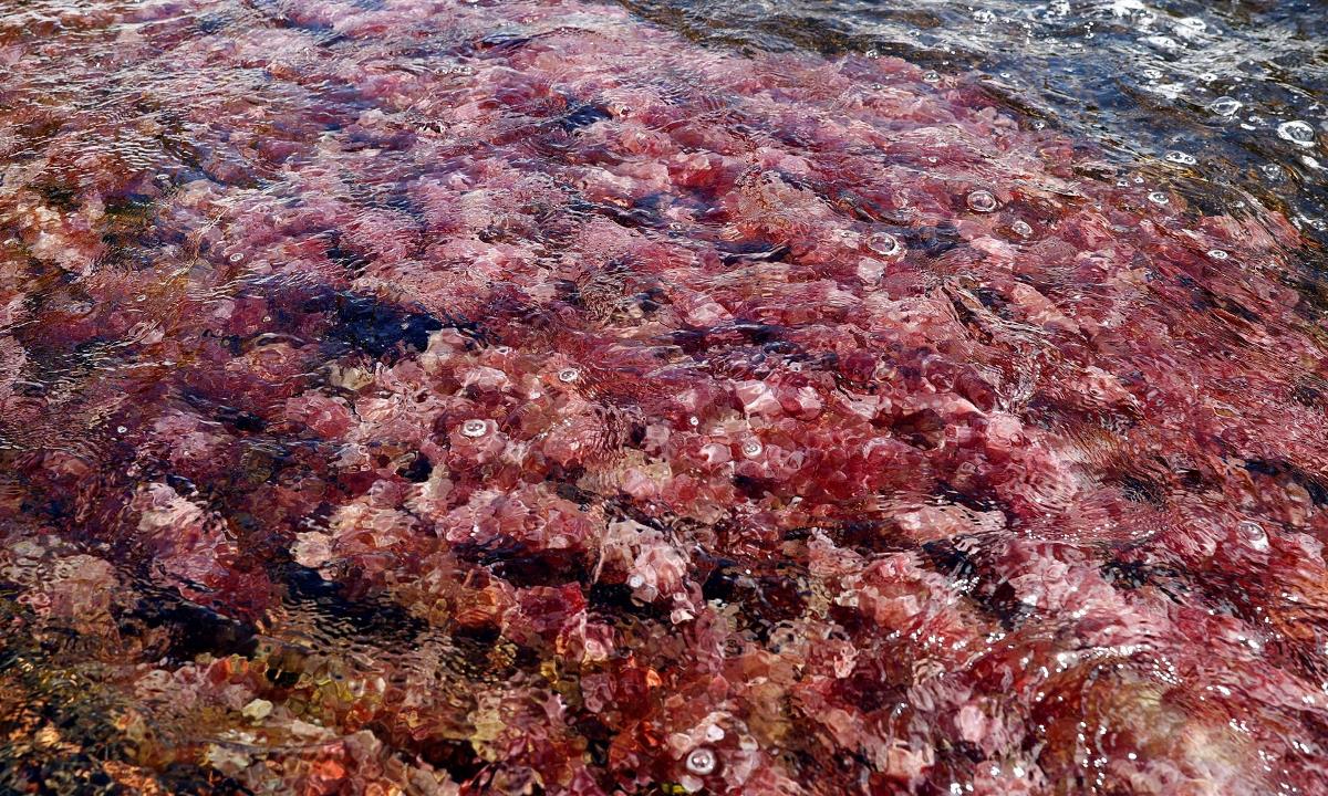 Caño Cristales, el río más bonito del mundo, brilla de nuevo tras la pandemia 1 cano cristales1