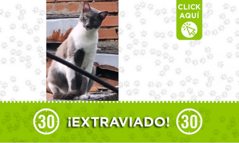 ¿Lo ha visto? "Chopin" se extravió en Sevilla