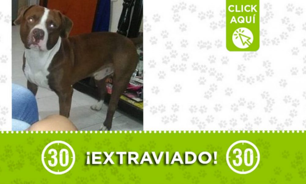 'Cliford' se volvió a perder en Manrique