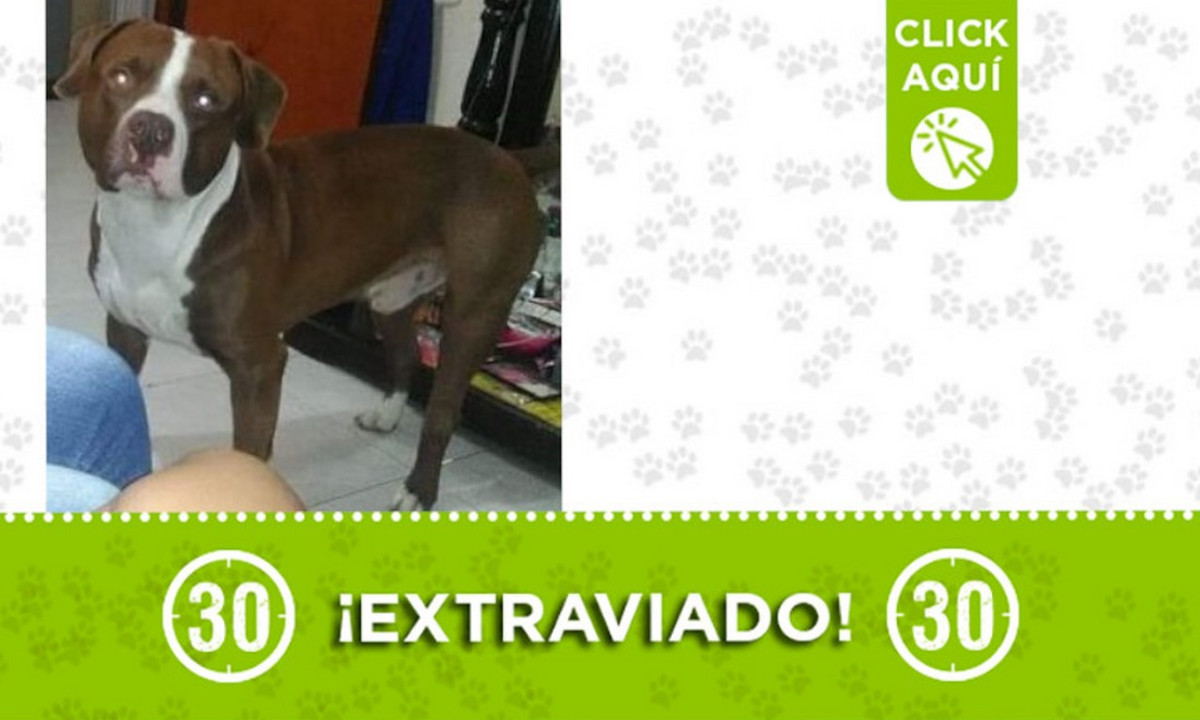 'Cliford' se volvió a perder en Manrique 'Cliford' se volvió a perder en Manrique