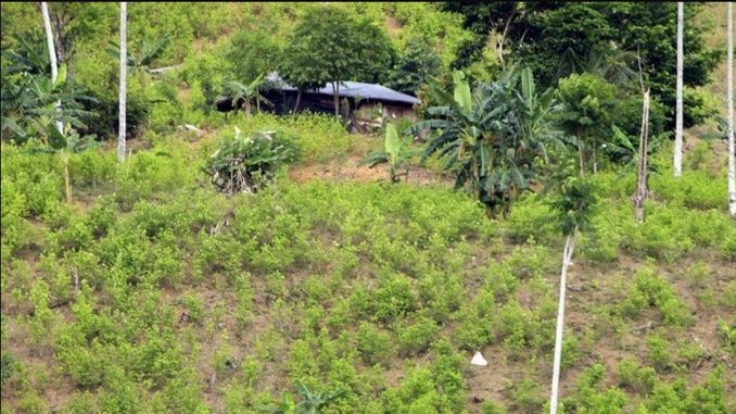 coca ONU cultivos