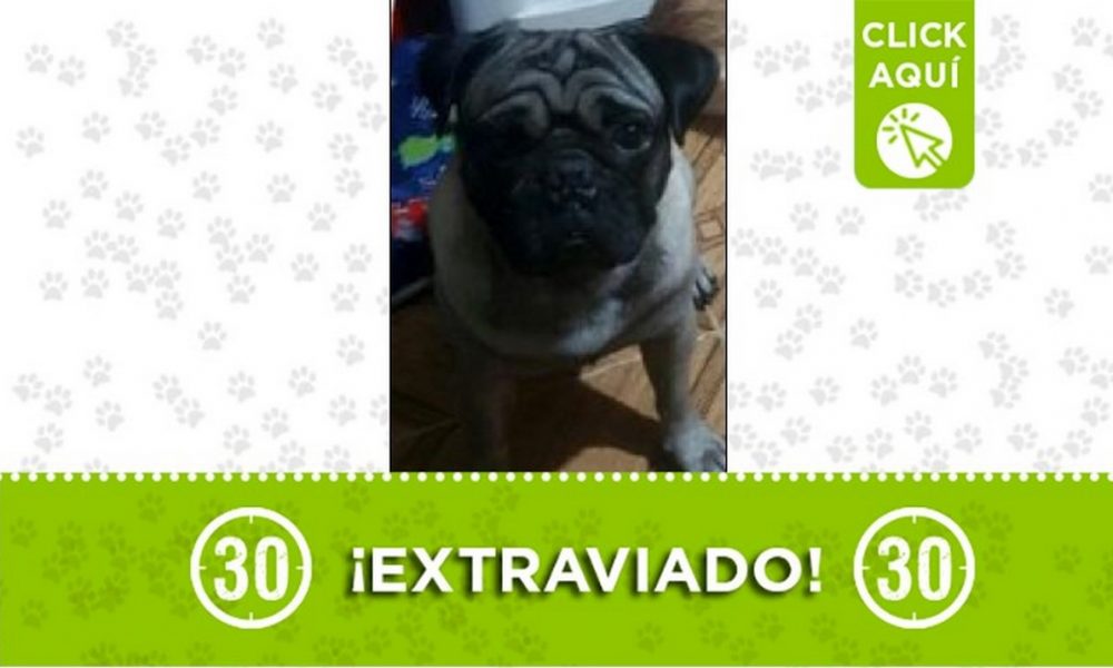 'Cody' se perdió en el barrio Juan 23, sector La Divisa