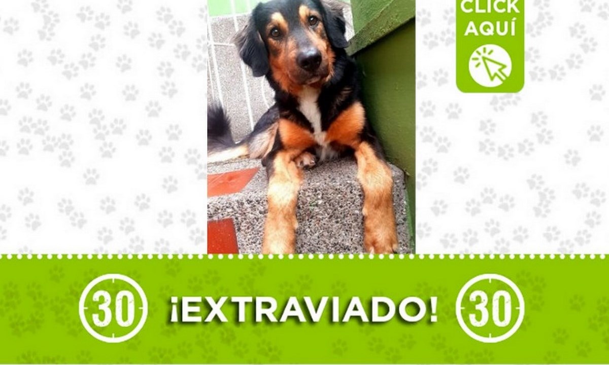 "Coki" se perdió en Castilla, ¿Lo ha visto? 1 coki castilla