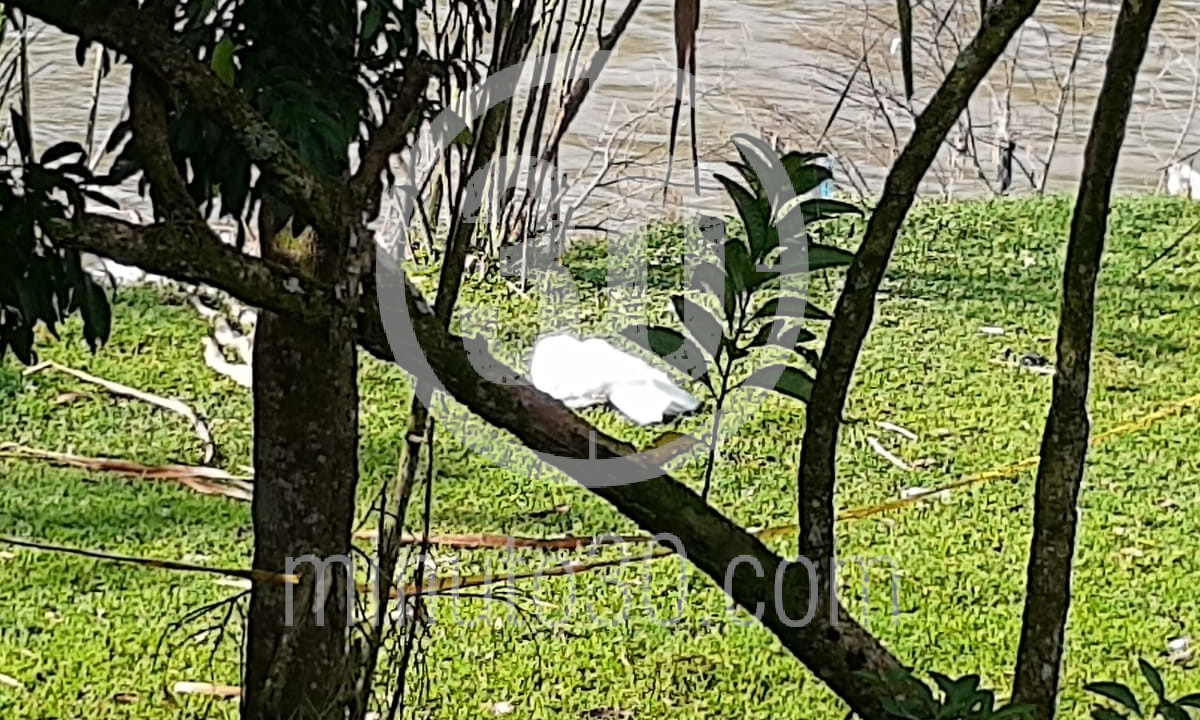 EN FOTOS: Sacaron otro cuerpo del río Medellín, esta vez en Barbosa 1 Barbosa