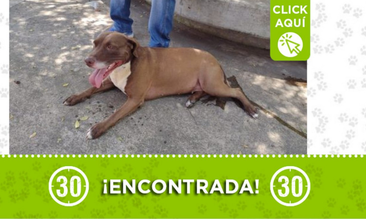 Esta perrita fue encontrada en Itagüí ¿Es suya? Esta perrita fue encontrada en Itagüí ¿Es suya?