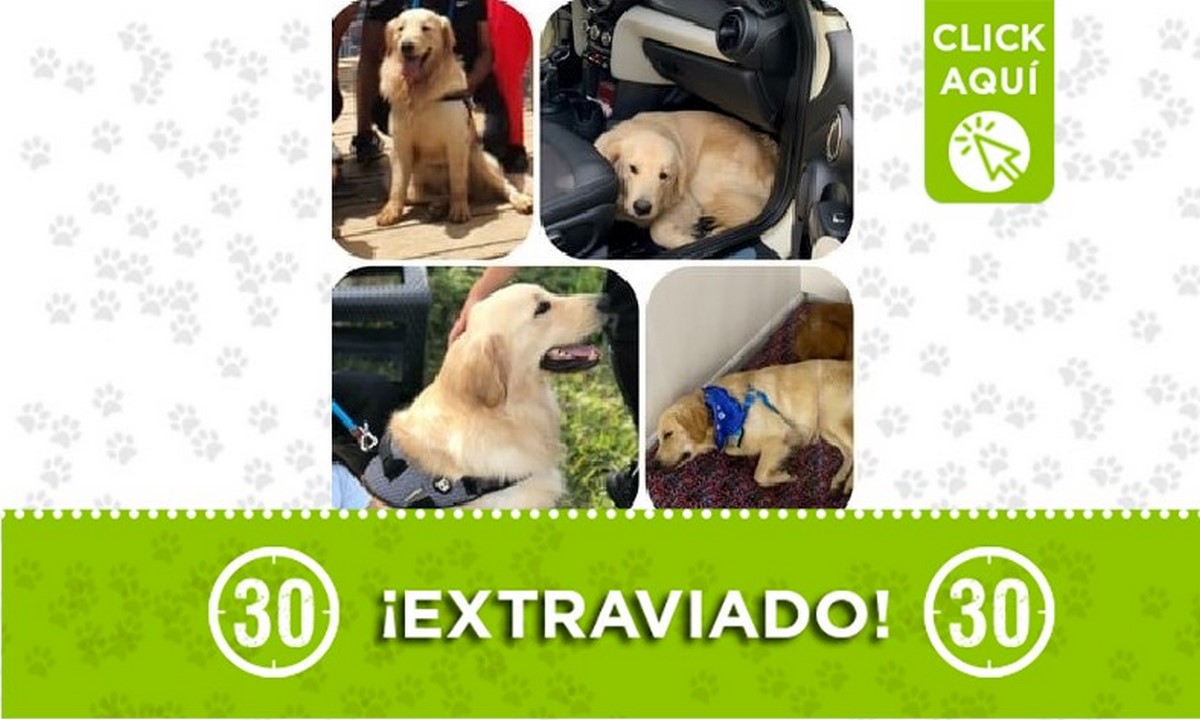 Eliot perdido Eliot perdido