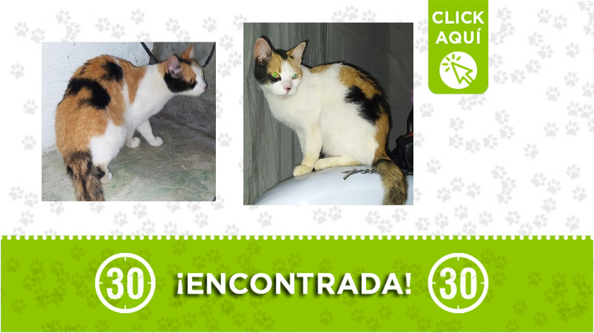 Plaza Botero-gata-encontrada Plaza Botero-gata-encontrada