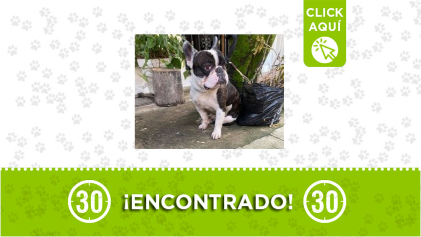 Este perrito fue encontrado en Bello ¡Comparte! 1 Bello-encontrado