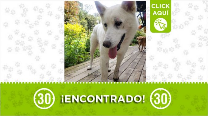 encontrado santa elena perrito