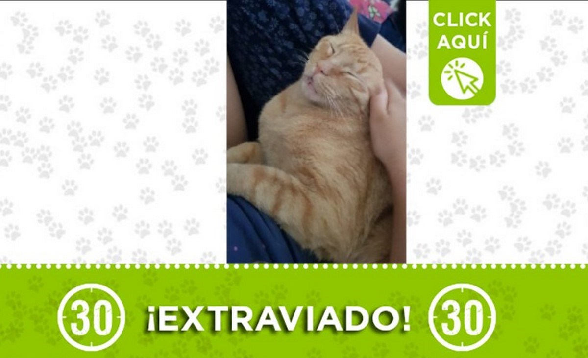 extraviado-la castellana gato