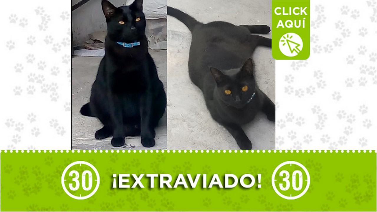 'Fénix' se perdió por el barrio Metropolitano La Pradera